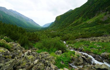 Buryatia 'da büyüleyici yaz yürüyüşü, çiçekler vadisi.