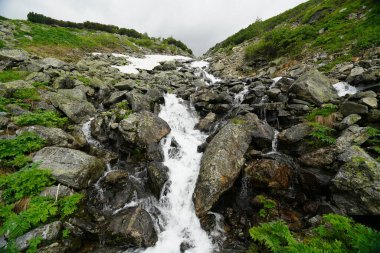 Buryatia 'da büyüleyici yaz yürüyüşü, çiçekler vadisi.