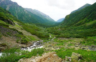 Buryatia 'da büyüleyici yaz yürüyüşü, çiçek vadisindeki dağ nehri.