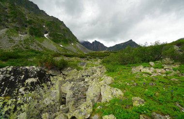 Buryatia 'da büyüleyici yaz yürüyüşü, çiçekler vadisi.