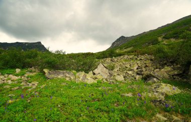 Buryatia 'da büyüleyici yaz yürüyüşü, çiçekler vadisi.
