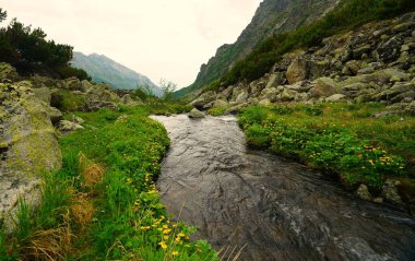 Buryatia 'da büyüleyici yaz yürüyüşü, çiçek vadisindeki dağ nehri.