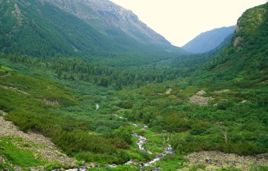 Buryatia 'da büyüleyici yaz yürüyüşü, çiçekler vadisi.