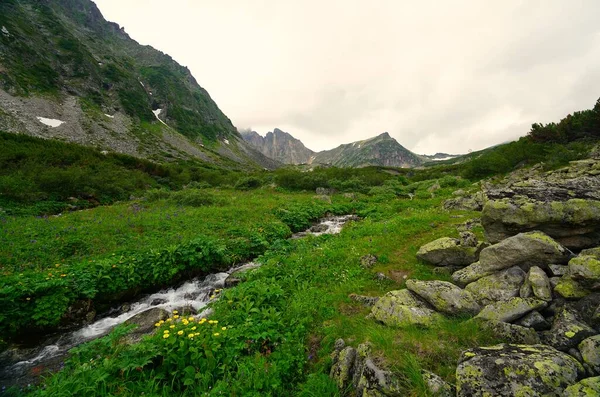 Fascinerande Sommarvandring Buryatia Blomsterdal — Stockfoto