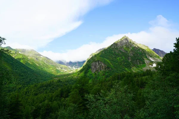 Buryatia Büyüleyici Yaz Yürüyüşü Çiçekler Vadisi — Stok fotoğraf