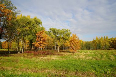 Tsarskoe Selo 'daki Babolovsky parkında parlak ve renkli sonbahar manzarası