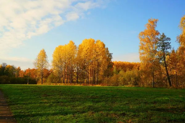 Jasny Kolorowy Jesienny Krajobraz Parku Babolovsky Carskim Selo — Zdjęcie stockowe