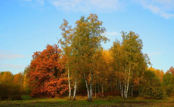 Яркий Красочный Осенний Пейзаж Баболовском Парке Царском Селе — стоковое фото