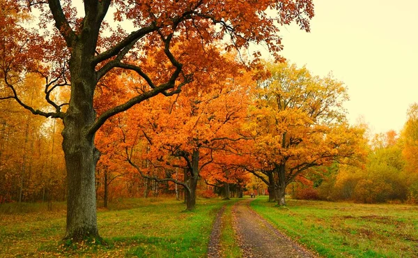 Paesaggio Autunnale Luminoso Colorato Nel Parco Babolovsky Zarskoe Selo — Foto Stock