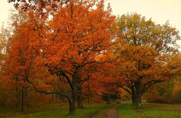 Jasná Pestrá Podzimní Krajina Babolovském Parku Carskoe Selo — Stock fotografie