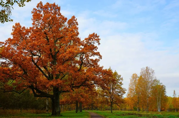 Paisaje Otoñal Brillante Colorido Parque Babolovsky Tsarskoe Selo —  Fotos de Stock