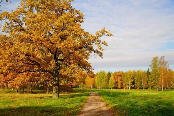Helle Und Farbenfrohe Herbstlandschaft Babolovsky Park Zarskoje Selo — Stockfoto