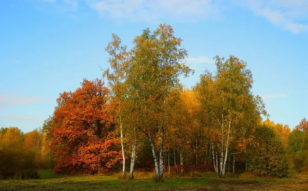 Paisagem Outono Brilhante Colorida Parque Babolovsky Tsarskoe Selo Imagens Royalty-Free