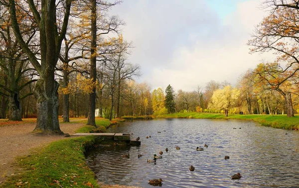 Jasny Kolorowy Jesienny Krajobraz Spokojny Poranek Alexander Park Carskim Selo — Zdjęcie stockowe