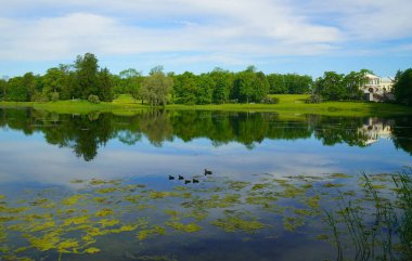 Yaz güneşli bir sabah ve Catherine Park 'taki Big Pond' da yürüyüş.