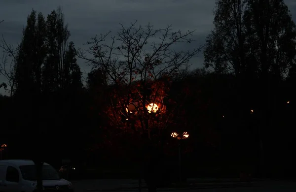 Neonowe Drzewo Ciemną Noc — Zdjęcie stockowe