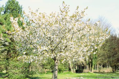 Güzel Sarı ve Beyaz Ağaç