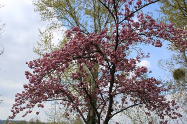 İlkbaharda güzel kiraz ağacı