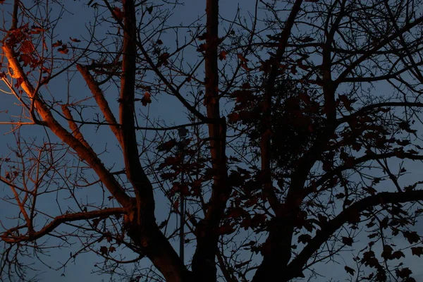 Dark Tree November Night — Stock Photo, Image