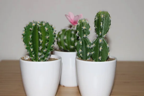 Mini Kaktusy Dekoracji Wnętrz — Zdjęcie stockowe