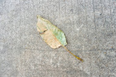 Beton yol üzerinde kuru yapraklar