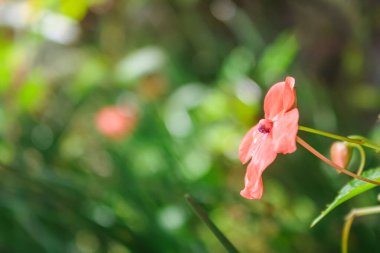 Villa Lembah Cisampay, Puncak, Bogor 'da bulanık arka planda güzel pembe bir çiçek.