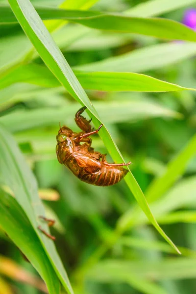 Bir ağustos böceği yeşil bir yaprağın arkasına tırmanıyor.