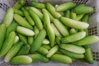 Plastik sepetteki salatalıklar.