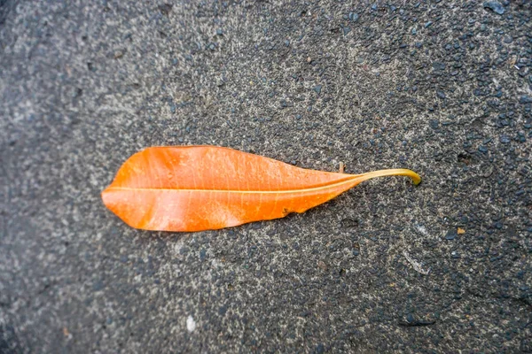 Leaves Concrete Road — Stock Photo, Image