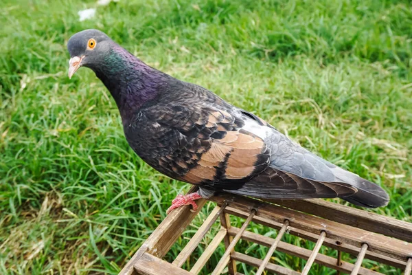Eine Taube Mit Schöner Federfarbe Wie Ein Batikmotiv Hockt Auf — Stockfoto