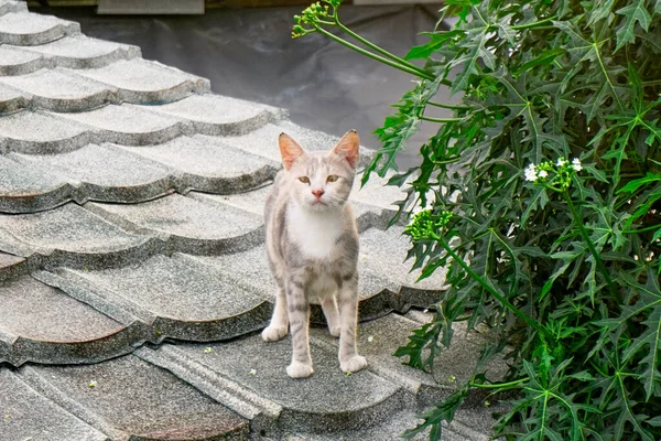 Çatıdaki Tüylü Güzel Bir Kedinin Portresi — Stok fotoğraf