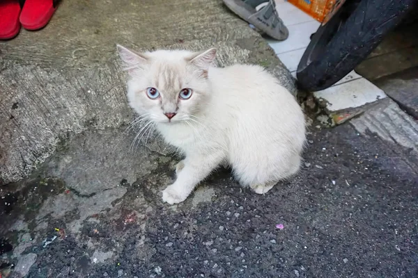 道端の白い猫 — ストック写真