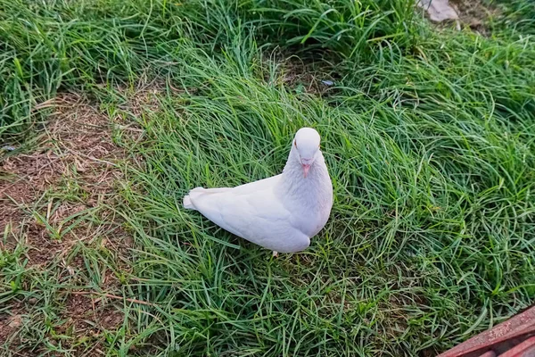 Weiße Taube Gras Von Oben Geschossen — Stockfoto