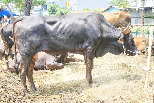 Big Black Cows Ready Sold Feast Sacrifice Eid Adha — Stock Photo, Image