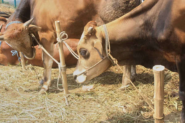 Cows Feast Sacrifice Eid Adha — Stock Photo, Image