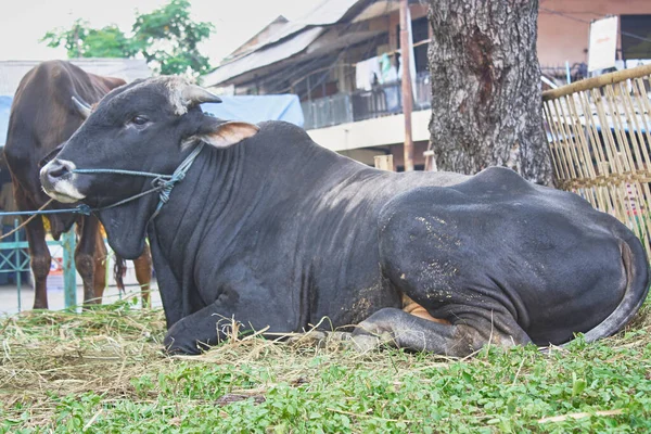 Büyük siyah inek çimlerin üzerinde yatıyor, kurban bayramı ya da bayram için satılıyor.