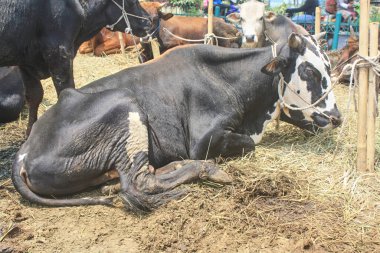 Kurban bayramı ya da Kurban Bayramı için siyah beyaz inekler satılır.