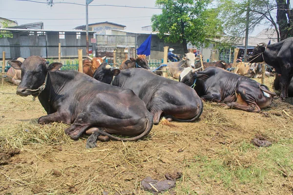 Flock Kor Som Säljs Till Offerfesten Eller Eid Adha — Stockfoto