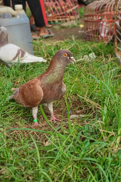 Brown Male Pigeon Grassy Ground Open Beak Looks Tired Long — Stockfoto