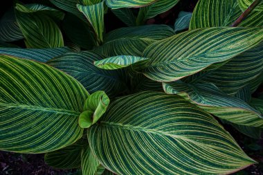 Yol kenarındaki bahçede yetişen kıvrımlı çizgili yeşil yapraklar.