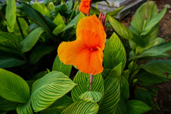 Uma Flor Laranja Parece Bonita Contra Fundo Folhas Verdes Jardim — Fotografia de Stock