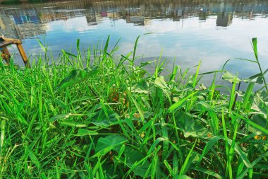 Nehir kenarındaki uzun yeşil otlar