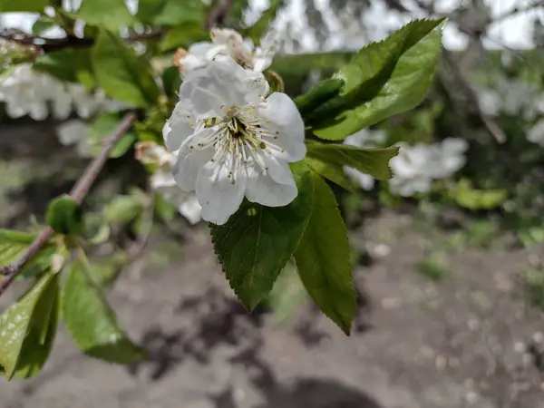 White Sakura Flowers Leaves Branch — Stock Photo, Image