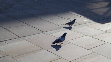 Kaya Güvercini 'nin yüz yüze görüşü tatlı güvercin yerde yürüyor.