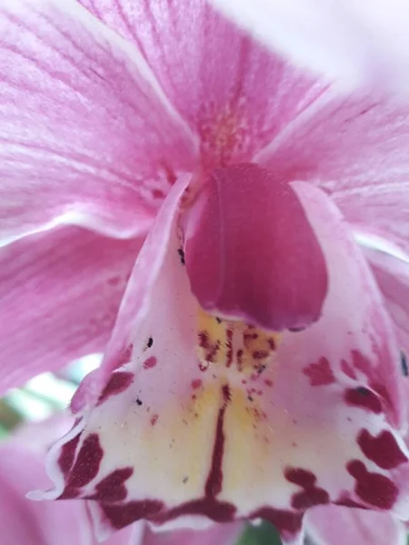 Bellissimo Fiore Rosa Dal Mio Giardino — Foto Stock