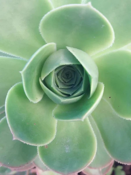 Green Fresh Cactus Nature — Foto Stock