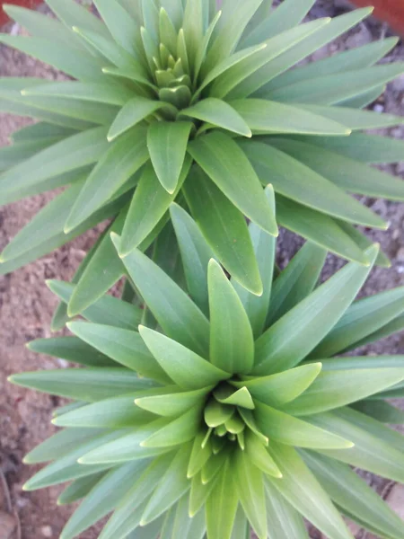 Bonita Planta Verde Minha Casa Jardim — Fotografia de Stock