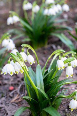 Kar damlaları, ilkbaharda ilk çiçekler