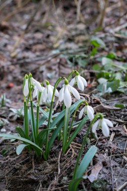 Kar damlaları, ilkbaharda ilk çiçekler