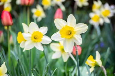 Baharda Ukrayna 'da narsislerin kokusu çiçek açtı.